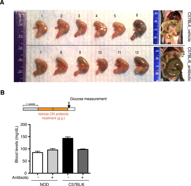 Figure 1—figure supplement 3.