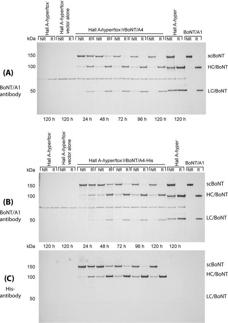 FIG 2