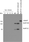 FIG 1
