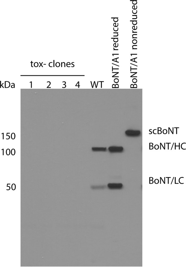 FIG 1