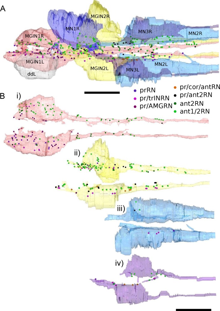 Figure 10—figure supplement 1.