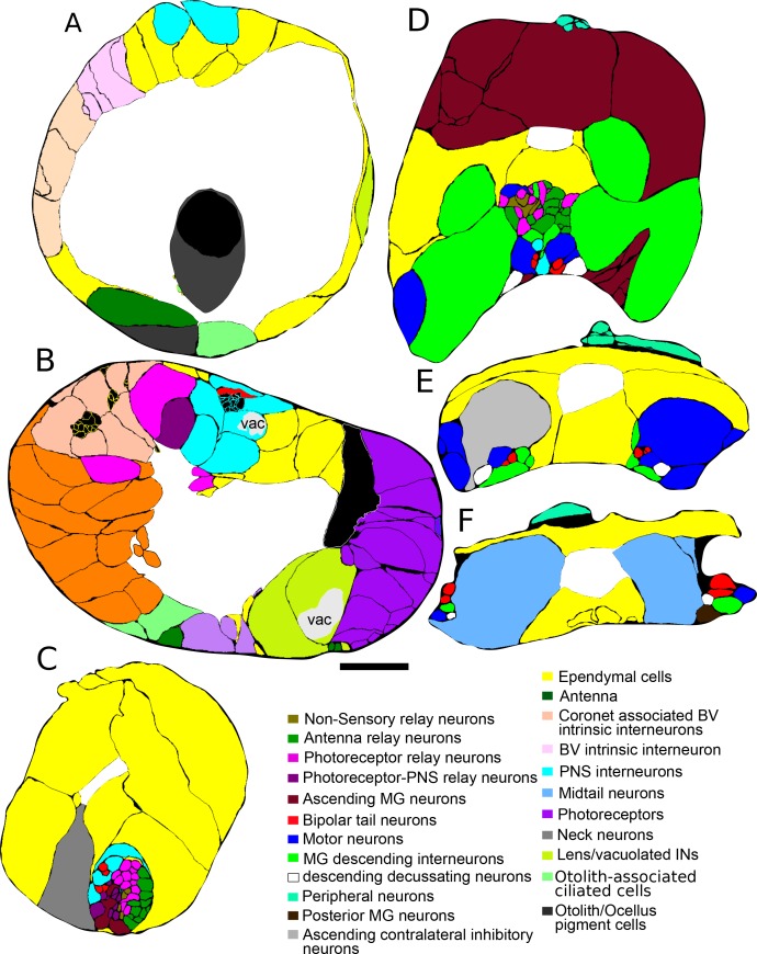 Figure 1—figure supplement 1.