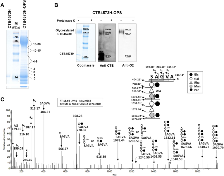 Fig. 2