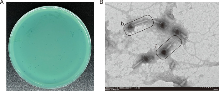 FIG 1