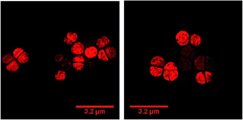 Fig. 10