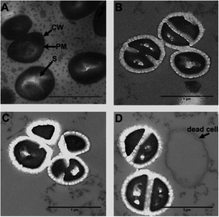 Fig. 8