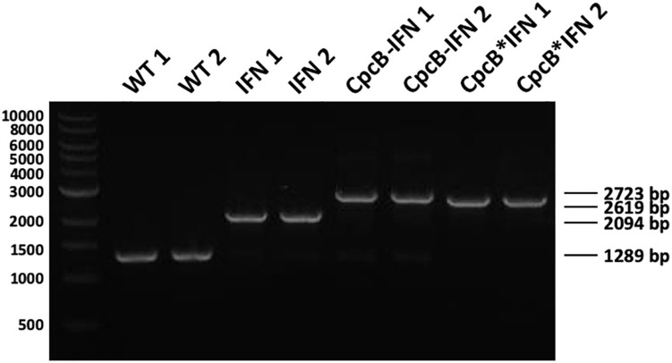 FIGURE 2