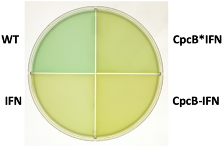 FIGURE 3