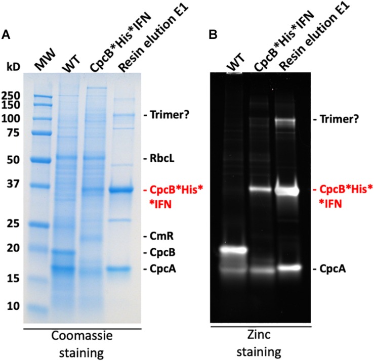 FIGURE 12