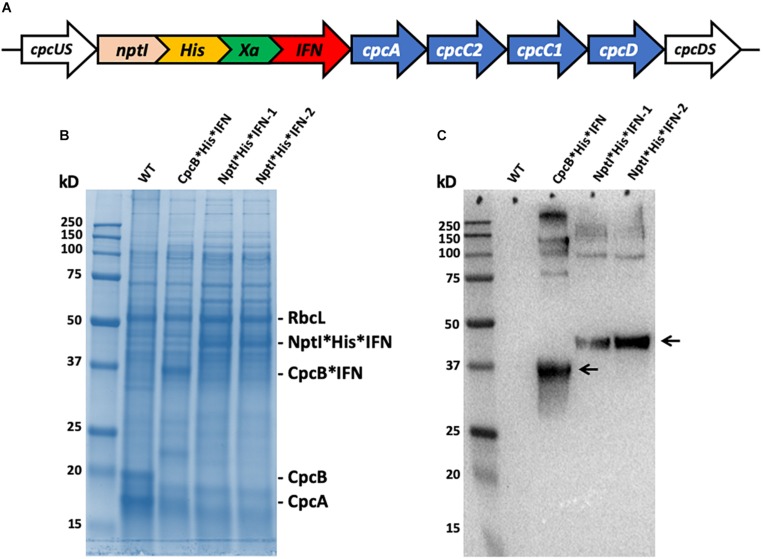 FIGURE 13