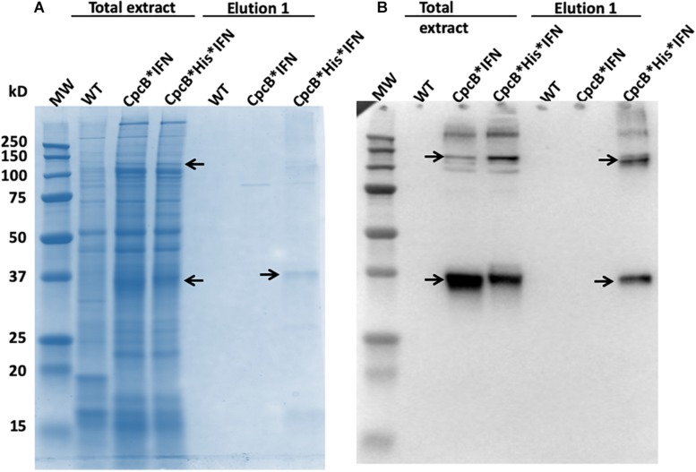 FIGURE 11