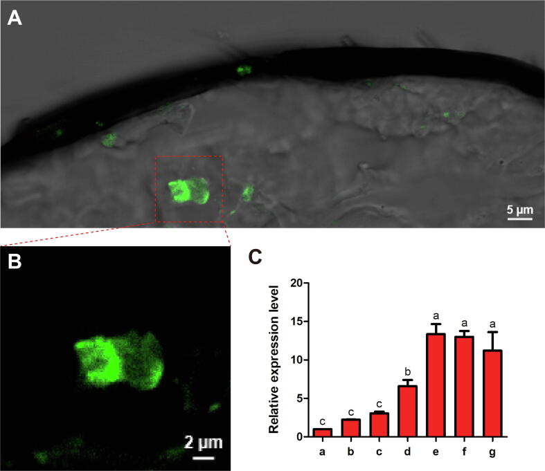 Fig. 4