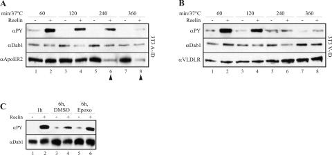 FIG. 5.