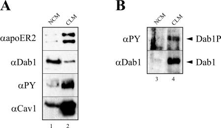 FIG. 8.