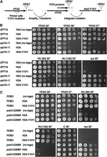 Figure 3 