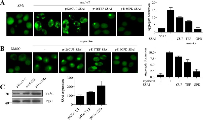 FIGURE 6: