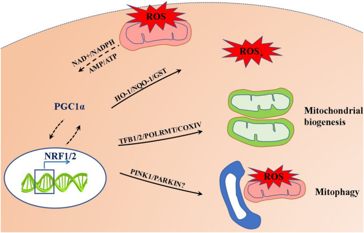 FIGURE 3