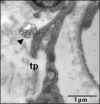 Fig 5