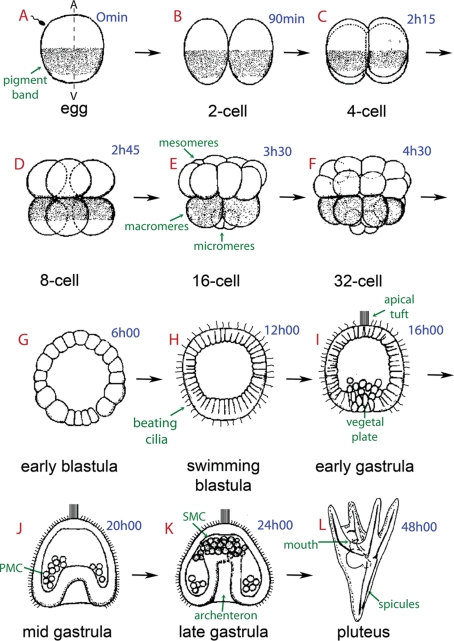 Figure 1: