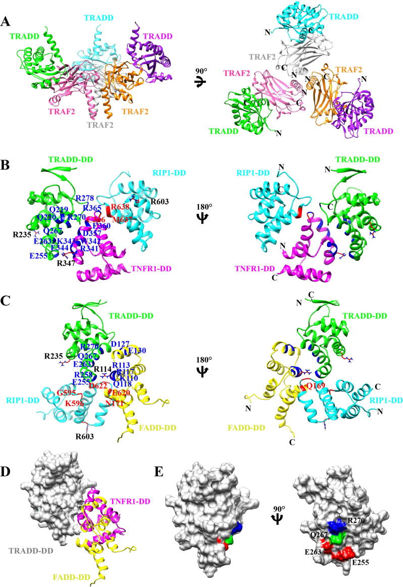 Fig. 3