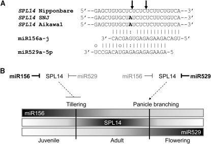 Figure 10.