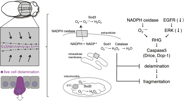 Figure 7