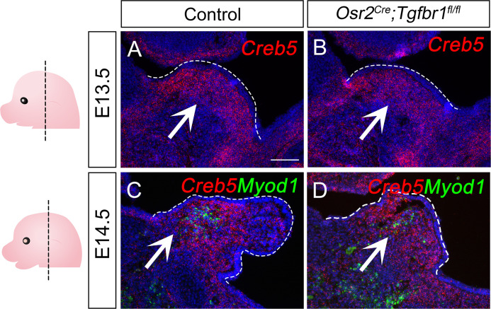 Figure 6—figure supplement 2.