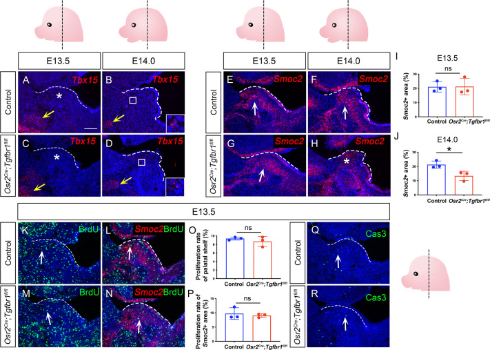 Figure 4—figure supplement 2.