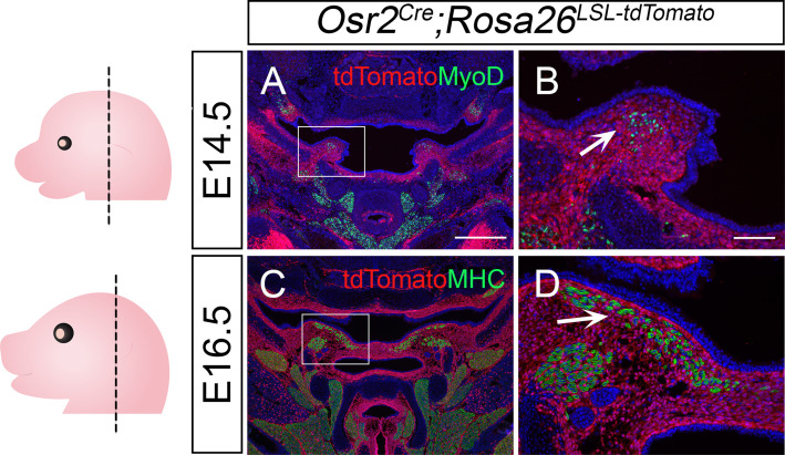 Figure 3—figure supplement 1.