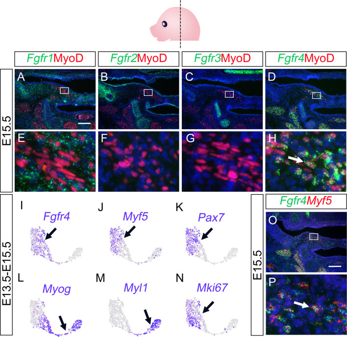 Figure 5—figure supplement 1.