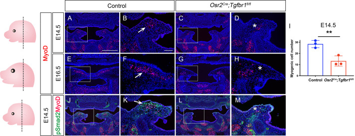 Figure 3—figure supplement 2.