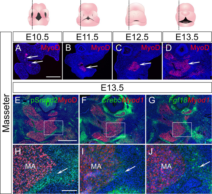 Figure 6—figure supplement 3.