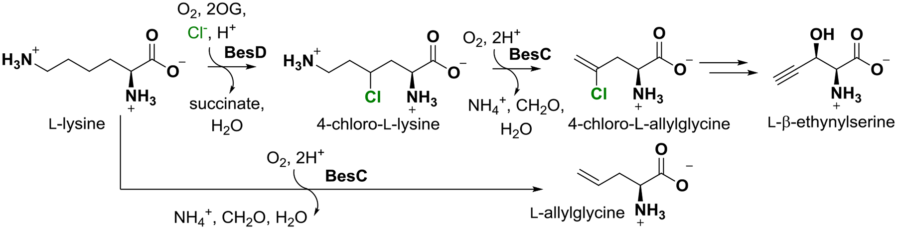 Scheme 1.