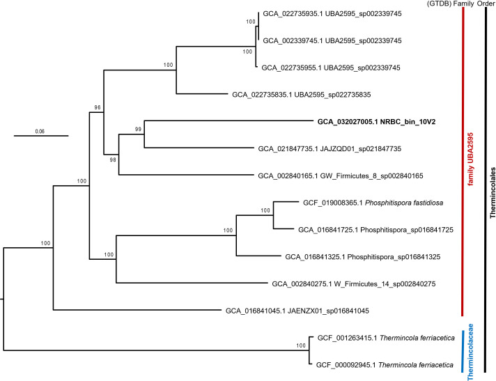 Phylogenetic tree of Thermincolales genomes shows close relations among Thermincola ferriacetica strains, with Thermincola species UBA2595 as an outgroup. Built using the maximum likelihood method, the tree includes bootstrap values at branch points.