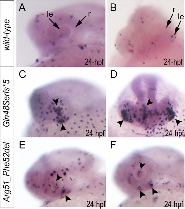 Fig 5