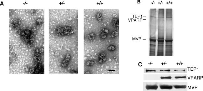 FIG. 6.