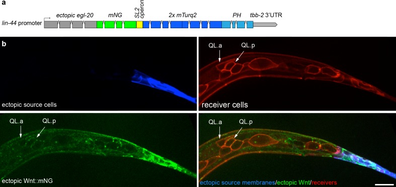 Figure 4—figure supplement 1.