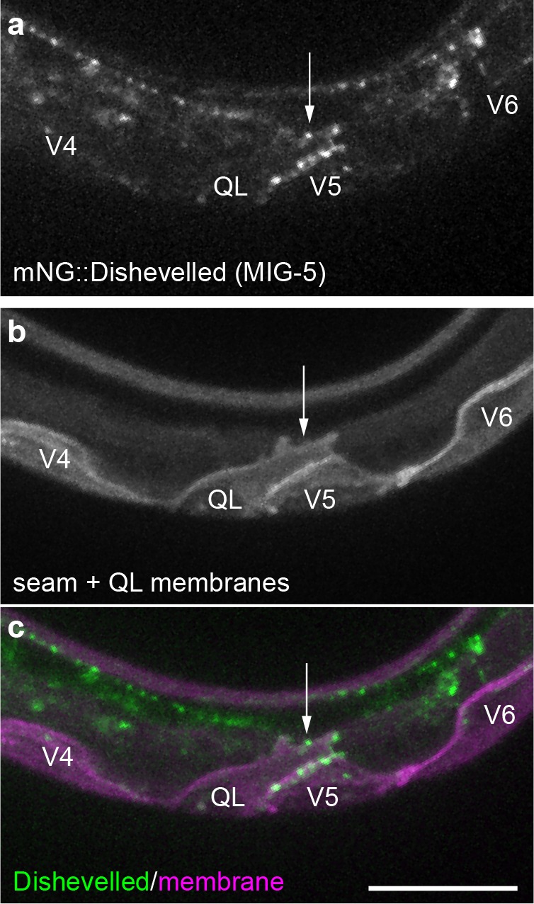 Figure 3—figure supplement 1.