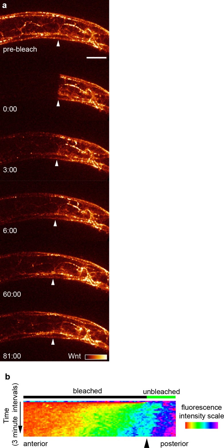 Figure 5—figure supplement 1.