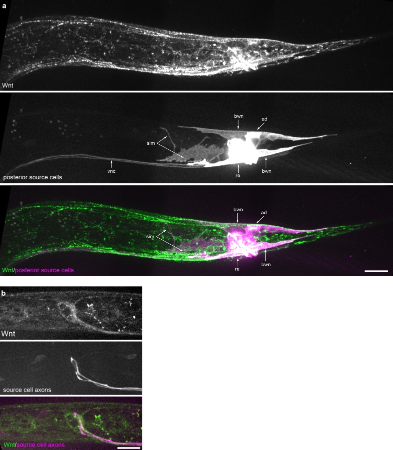 Figure 1—figure supplement 2.