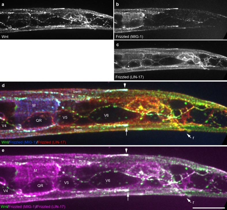 Figure 3—figure supplement 2.