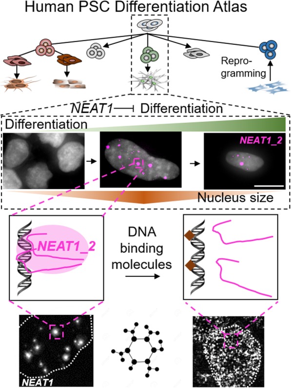 graphic file with name 12915_2020_770_Figa_HTML.jpg