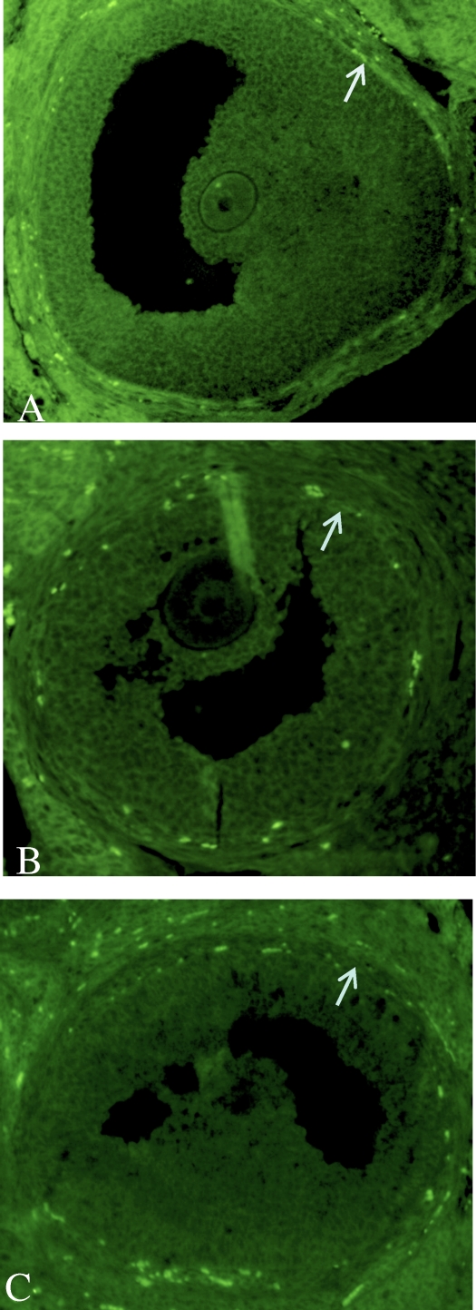 FIG. 7.