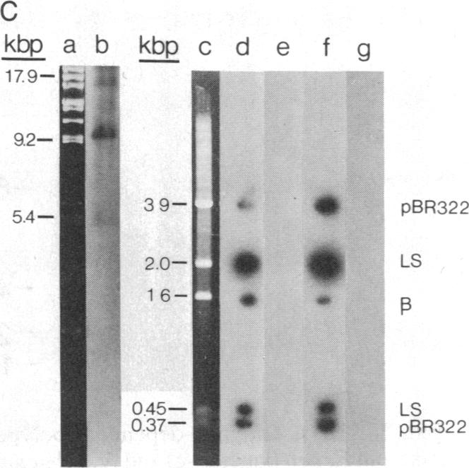 graphic file with name pnas00352-0045-a.jpg