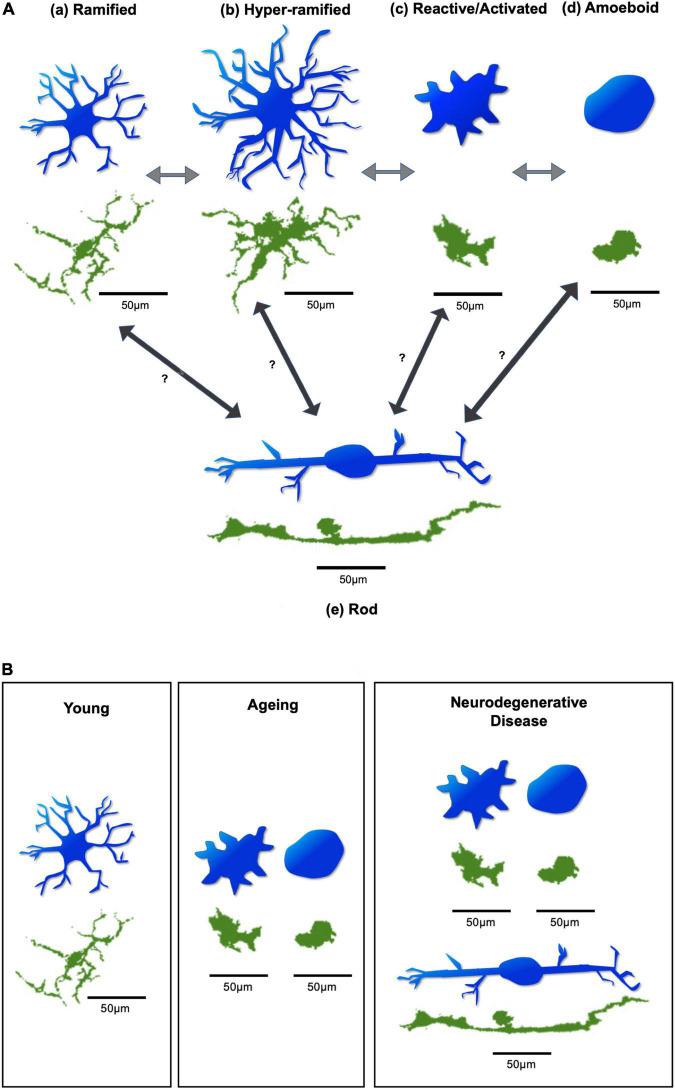 FIGURE 2