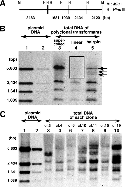 FIGURE 5.