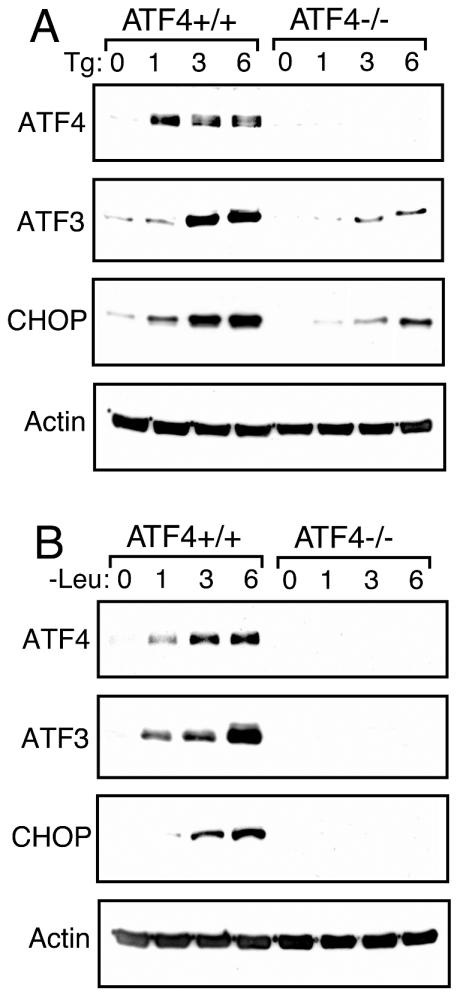 FIG. 5.