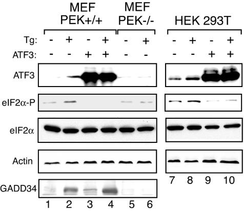 FIG. 8.