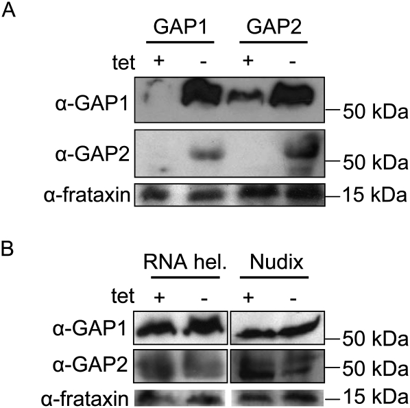 FIGURE 2.