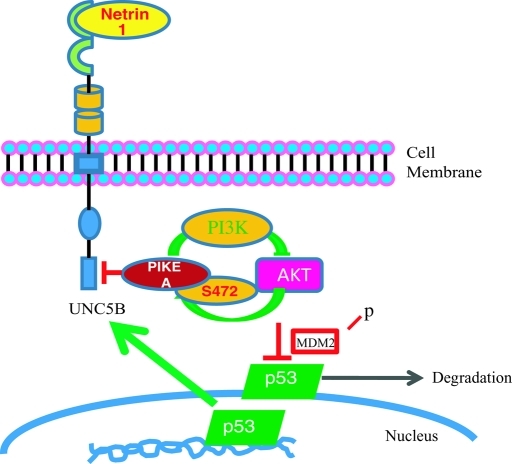 FIGURE 7: